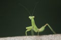 Green beautiful praying mantis,  Insect shot in summer Royalty Free Stock Photo