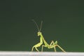 Green beautiful praying mantis,  Insect shot in summer Royalty Free Stock Photo