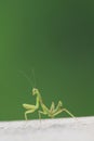 Green beautiful praying mantis,  Insect shot in summer Royalty Free Stock Photo