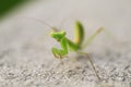 Green beautiful praying mantis,  Insect shot in summer Royalty Free Stock Photo