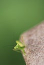 Green beautiful praying mantis,  Insect shot in summer Royalty Free Stock Photo