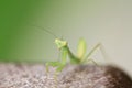 Green beautiful praying mantis,  Insect shot in summer Royalty Free Stock Photo