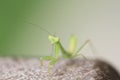 Green beautiful praying mantis,  Insect shot in summer Royalty Free Stock Photo