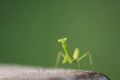 Green beautiful praying mantis,  Insect shot in summer Royalty Free Stock Photo