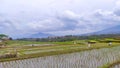 Expanse rice field at Cikancung area - stock photo