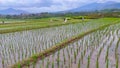 Expanse rice field at Cikancung area - stock photo