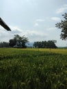 green and beautiful rice fields