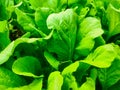 this green and beautiful vegetable is a vegetable that has a good taste and this vegetable has a very beautiful and charming green
