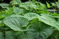 Green Beautiful Vegetable leaves on nature, botany patterns and background. Momordica cochinchinensis leaves