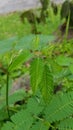 Green beauty leaf