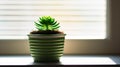 Green Beauty on a Sunny Windowsill Royalty Free Stock Photo