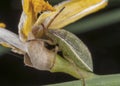 Green bedbug on a flower Royalty Free Stock Photo