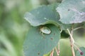 Green bedbug on green leaf with natural background 20482