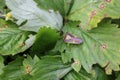 Green bedbug on green leaf with natural background 20491