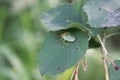 Green bedbug on leaf with natural background 20483