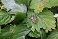 Green bedbug on leaf with natural background 20489