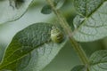 Green bedbug nymph on potato plant