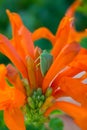 Green bedbug in orange flower close-up. Shield green wood. An insect in its natural habitat