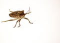 The green bedbug Palomena prasina Linnaeus, is a heteroptus insect of the Pentatomidae family. Common species and polyphaga, it