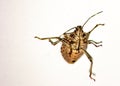 The green bedbug Palomena prasina Linnaeus, is a heteroptus insect of the Pentatomidae family. Common species and polyphaga, it