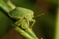 A green bedbug runs along a tree trunk
