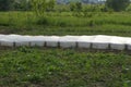 Green beds of plants on the ground and l white cellophane greenhouse