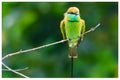 Green bee eater