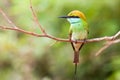 Green Bee-eater Royalty Free Stock Photo