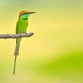 Green bee-eater Royalty Free Stock Photo