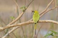 Green Bee Eater with a Bee Royalty Free Stock Photo