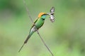 Green Bee Eater Bird Royalty Free Stock Photo