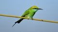 Green bee eater bird in Bhopal