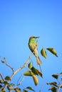 Green Bee Eater Bird with Blue Sky in New Delhi, India Royalty Free Stock Photo