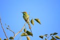 Green Bee Eater Bird in New Delhi, India Royalty Free Stock Photo