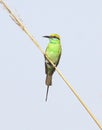 Green bee eater bird Royalty Free Stock Photo