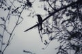 green bee eater bird sitting on tree branch in dark evening Royalty Free Stock Photo