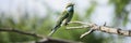 Green bee-eater bird watching over the forest