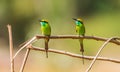 Green bee eater couple on branch