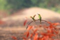 Green Bee-eater family