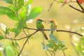 Green Bee-eater