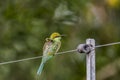 Green bee eater - On the fence