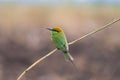 Green Bee Eater