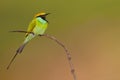 Green bee eater with insect Royalty Free Stock Photo