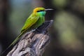 Green bee eater Royalty Free Stock Photo