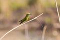 Green Bee-Eater (Merops orientalis)