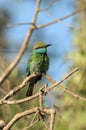 Green Bee-eater