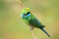 Green Bee-eater Royalty Free Stock Photo