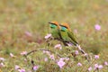 Green Bee-eater : Merops orientalis Royalty Free Stock Photo