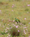 Green Bee-eater : Merops orientalis Royalty Free Stock Photo