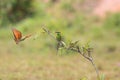 Green Bee-eater : Merops orientalis